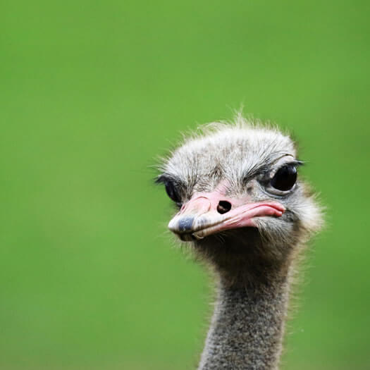A puzzled ostrich